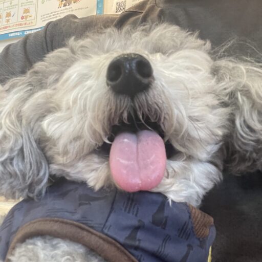 カイトくんトップ