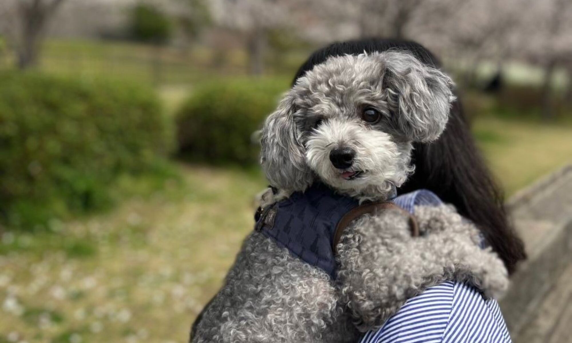 ホームページトップ